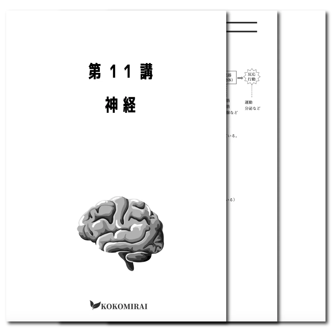 生物　データ版　【第11講：神経】